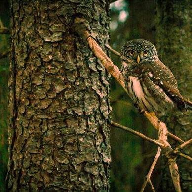 Tutkijat ilmaisevat huolensa Suomen metsänkäyttösuunnitelmien vaikutuksista