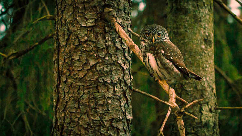 Tutkijat ilmaisevat huolensa Suomen metsänkäyttösuunnitelmien vaikutuksista