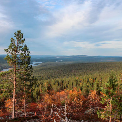 Kotimaisen raakapuun käyttö huippulukemissa viime vuonna